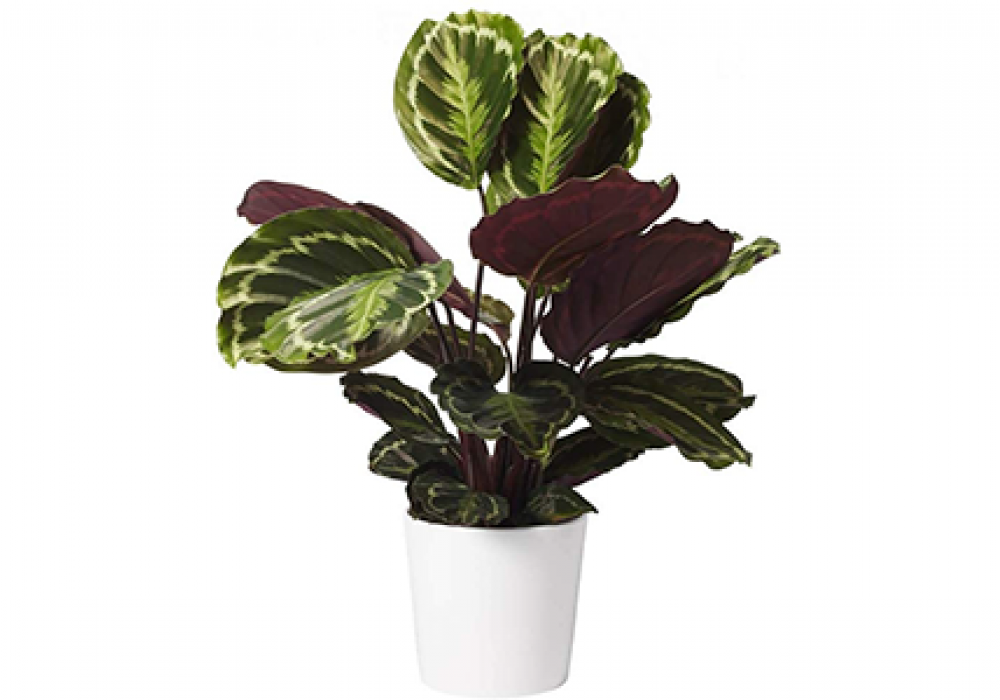 Calathea