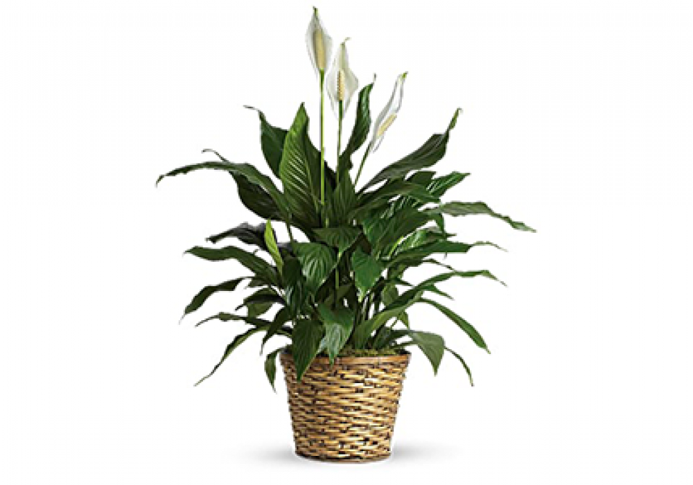 Peace Lily