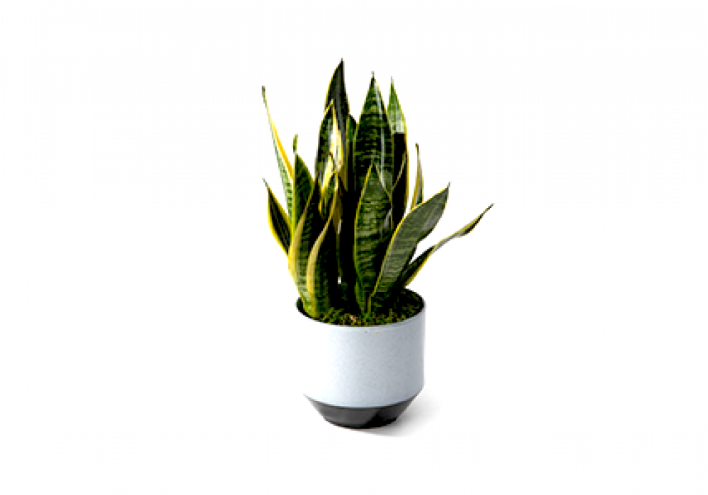 Snake Plant